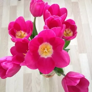 Тюльпаны оптом от 26 р с доставкой в Хабаровск!
