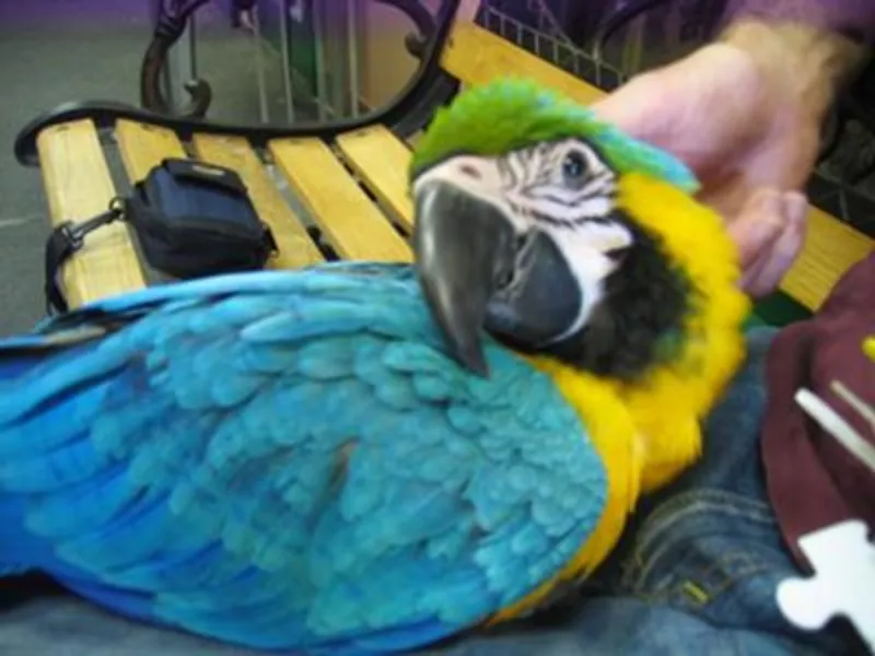 1дома,  поднятые и зарегистрирован синих и золотых попугаи ара для прод