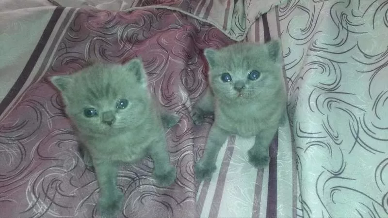  Бронируются плюшевые шотландские котята (д. р.08.11.16): две девочки 