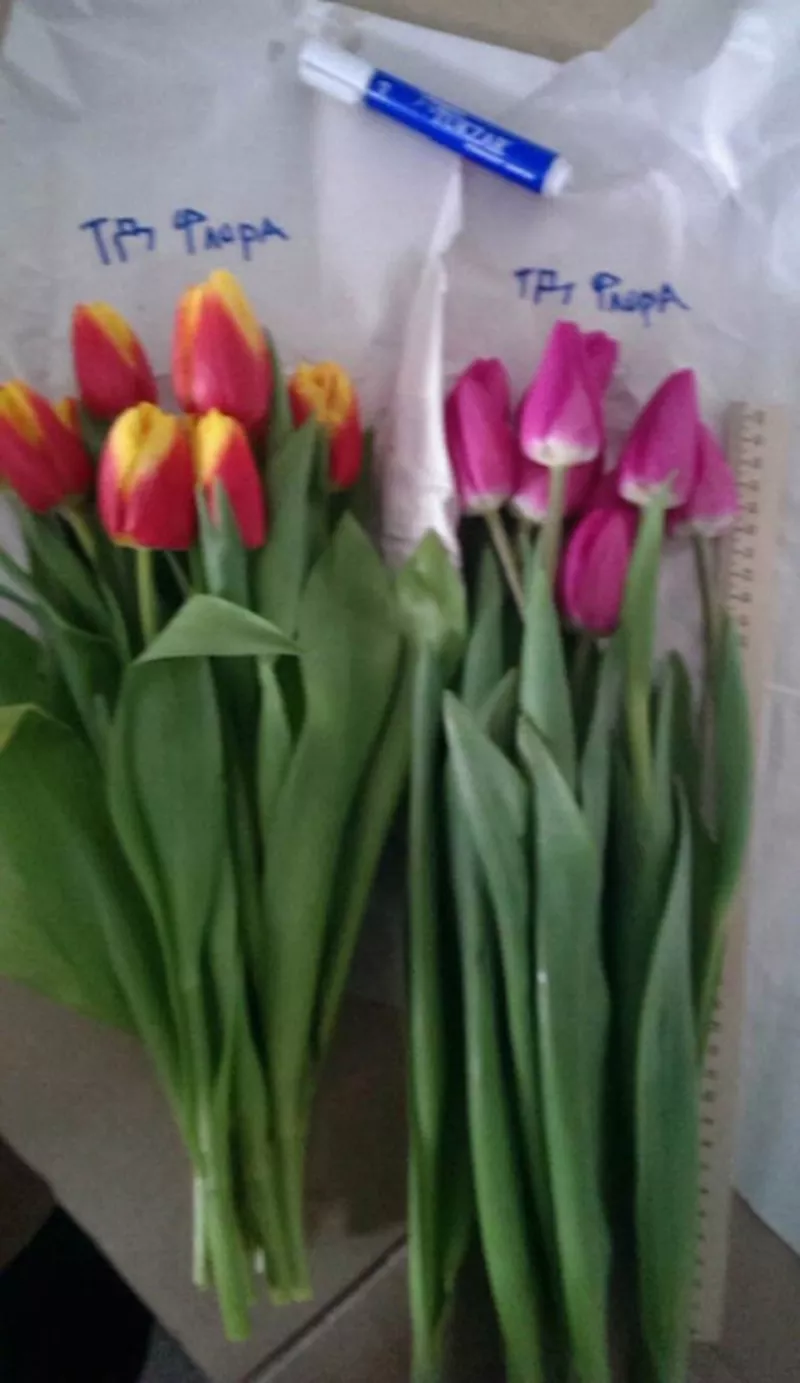 Тюльпаны оптом от 26 р с доставкой в Хабаровск! 3